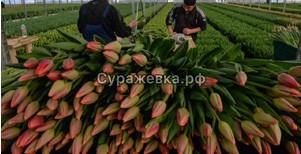 Приморские тюльпаны на луковице от производителя (теплица)