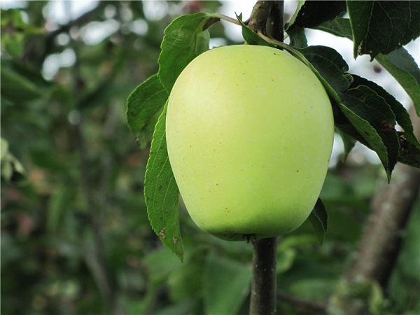 Сорт яблони Аркад: тайна вкуса и польза