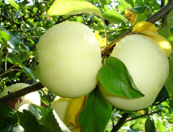 Купить саженцы яблони белый налив в питомнике с доставкой по РФ