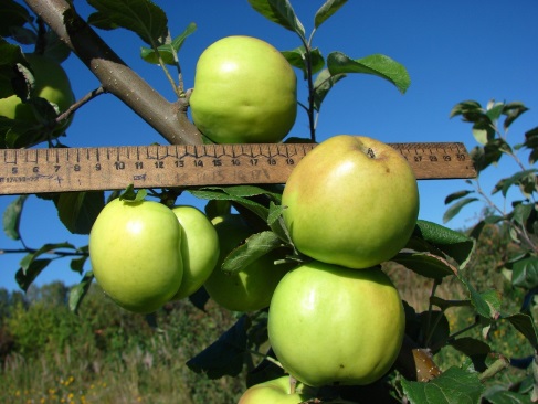 Купить саженцы яблони Чудное в питомнике - заказать по низкой цене,  доставка по РФ