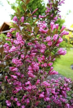 Вейгелла цветущая «Виктория» ф. пурпурноцветковая