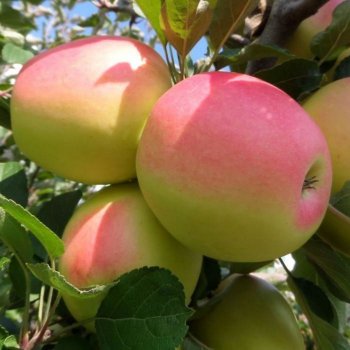 Купить крупноплодные саженцы яблони в питомнике для посадки, сладкие сорта