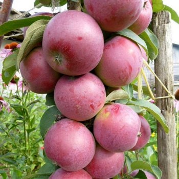 Купить колоновидные саженцы яблони в питомнике для посадки, сладкие сорта