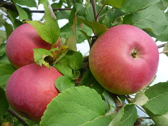 Купить крупноплодные саженцы яблони в питомнике для посадки, сладкие сорта