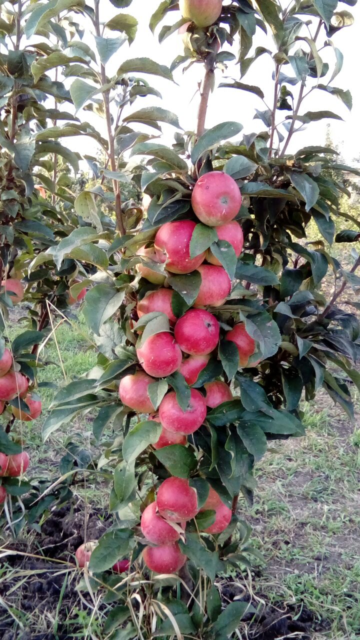 Купить саженцы яблони Медок в питомнике - заказать по низкой цене, доставкапо РФ